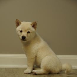 Shiba Inu Puppies from Veronika's Shiba Inus