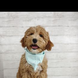 Aussiedoodle and Goldendoodle Puppies from Garside Doodles