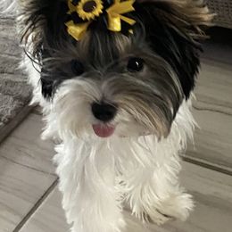Biewer Terrier and Yorkshire Terrier Puppies from York Town California