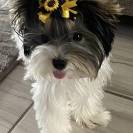 Biewer Terrier and Yorkshire Terrier Puppies from York Town California