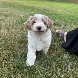 Hunter - Brown and white male Bernedoodle puppy in Lititz, Pennsylvania from Bollinger Pups