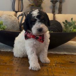 Steve - Tri-color male Bernedoodle puppy in Cartersville, Georgia from Simply Blessed Doodles