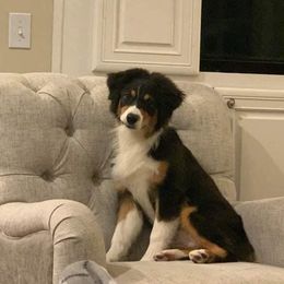 Australian Shepherd Puppies from Parsons Australian Shepherds