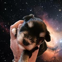 Sweet Pup's Caramel Delight - Black and silver female Miniature Schnauzer puppy in North Zulch, Texas from Sweet Pup Schnauzers