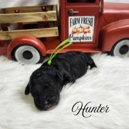 Hunter - Black male Poodle puppy in Mancelona, Michigan from Lavender poodles & doodles