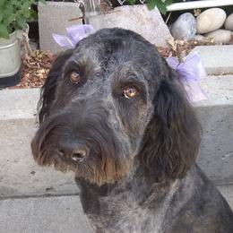 Kizzi - Bernedoodle