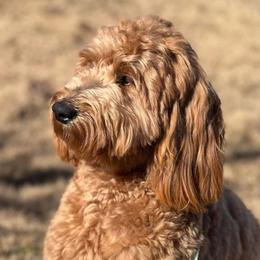 Holly - Goldendoodle