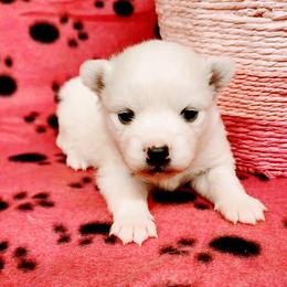 Genji - White female American Eskimo Dog puppy in Live Oak, Florida from Pecan Ridge Puppies
