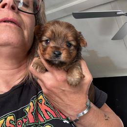 Tilly - Chocolate female Morkie puppy in Taylorsville, North Carolina from Mountain Top Hot Tailz