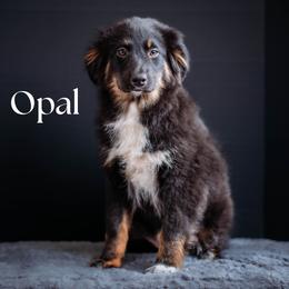OPAL - Black tri female Miniature American Shepherd puppy in Puyallup, Washington from TRAILS END (FERGI’S) GEMINI