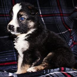 German Shepherd Puppies from Rain's Legacy German Shepherds