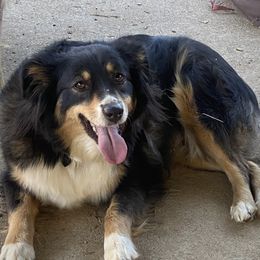 McDaniel's Mini Bear - Miniature Australian Shepherd