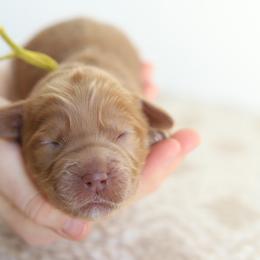 Yellow - Caramel male Australian Labradoodle puppy in Williamstown, New York from Lewis Manor Labradoodles
