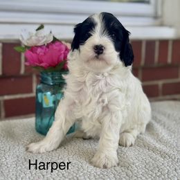 Harley - Black and white female Bernedoodle puppy in Denver, Pennsylvania from Redcay's Mini Bernedoodles