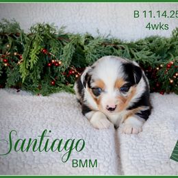 Santiago - Blue merle male Miniature Australian Shepherd puppy in Madisonville, Texas from Flying LL Aussies