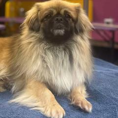 Tibetan Spaniels from Coastal Peaks Tibetan Spaniel Breeder