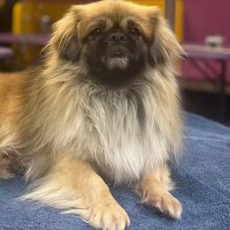 Tibetan Spaniels from Coastal Peaks Tibetan Spaniel Breeder