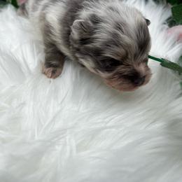 Boy 1 - Blue merle male Pomeranian puppy in Brentwood, California from Royalpawpoms