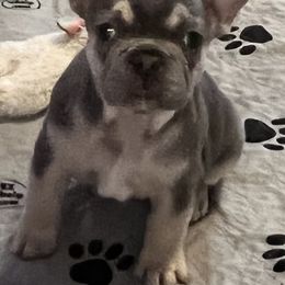 French Bulldog Puppies from Frenchie Perfection