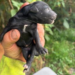 Boy 3 - Black male Goldendoodle puppy in Willits, California from Big Island Goldendoodles