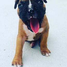 Boxer Puppies from Kruse Boxers
