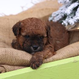 Jack - Red male Whoodle puppy in West Bend, Iowa from Blue Skies Terriers