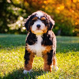 Bernedoodle Puppies from Bundren Farms