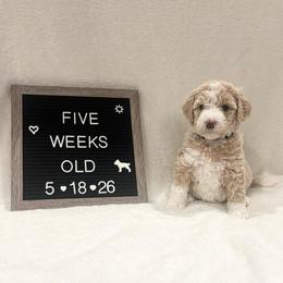 Squirt - Yellow and white female Bernedoodle puppy in Sparrows Point, Maryland from Rosie’s Puppies