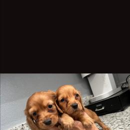 Girl 1 - Red female Dachshund puppy in Phelan, California from Elite Parson Russells