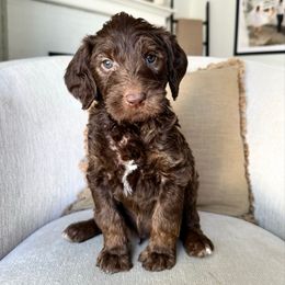 Harvest - Chocolate male Labradoodle puppy in Newark, Ohio from Raising Doodles