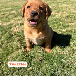 Twizzler (Orange Collar Girl) - Yellow female Labrador Retriever puppy in Knightdale, North Carolina from Copper Clover Labradors