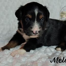 Melody - Black tri female Toy Australian Shepherd puppy in Muskogee, Oklahoma from Tagalong Lane Australian shepherds