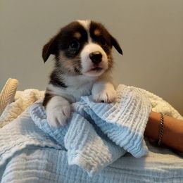 Pembroke Welsh Corgi Puppies from Patrick's Pembroke Welsh Corgis