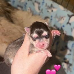 Magpie - Gray and white female Pomsky puppy in Centerville, Iowa from LJ Kennels Pomskies, LLC