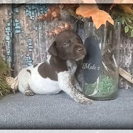 Boy 2 - Liver roan male German Shorthaired Pointer puppy in Laporte, Minnesota from Northern Odyssey Gun Dogs