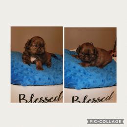 Boy 1     1800.00 - Liver male Shih Tzu puppy in Wooster, Ohio from Mending Hearts Shih Tzu's