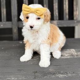 Peridot- yellow collar - Yellow and white female Bernedoodle puppy in Salt Lake County, Utah from Coco Avenue Pups