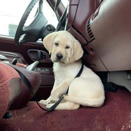 Jack Russell Terrier and Labrador Retriever Puppies from Canine Assist