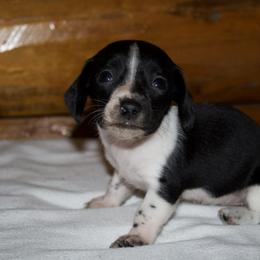Queen Lillian - Piebald female Dachshund puppy in Kilgore, Texas from The Barefield Doxies
