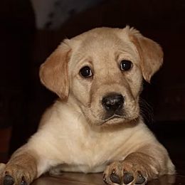 Labrador Retrievers from Higher Ground Retrievers LLC