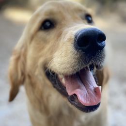 Winifred Warrington - Golden Golden Retriever puppy in Gainesville, Florida from Heart and Soul Dog Breeding, Inc.