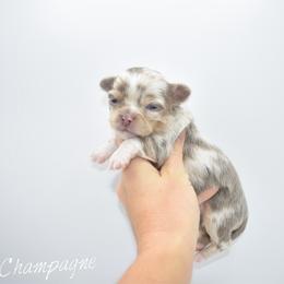 Champagne- TINY - Chocolate blue female Chihuahua puppy in Bulls Gap, Tennessee from Smokey Mountain Chihuahuas
