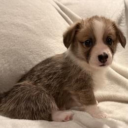 Toast - Sable male Pembroke Welsh Corgi puppy in Beaverton, Oregon from Pordr Corgis