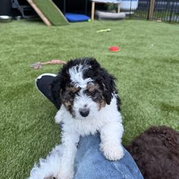 Black and white boy(skipper) - Black and white male Assorted Doodle Crosses puppy in Bedford, Pennsylvania from Dans Doodlez