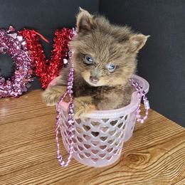 Pepper's Radioactive - Lavender female Pomeranian puppy in Plant City, Florida from Pepper's Pomeranians