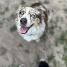 Harley - Australian Shepherd