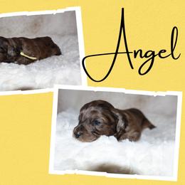 Angel - Merle female Goldendoodle puppy in Enfield, Connecticut from Sweet Connecticut Doodles