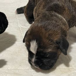 Rebel - RESERVED - Brindle Boxer puppy in Taft, Tennessee from Hillbillie Boxers