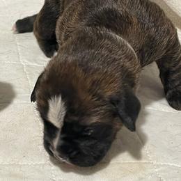 Rebel - RESERVED - Brindle Boxer puppy in Taft, Tennessee from Hillbillie Boxers