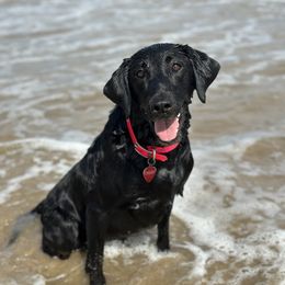 Credit - Labrador Retriever